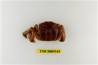 藏品(字紋弓蟹)的圖片